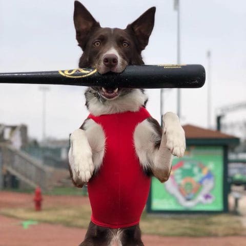 Bat dog at Lake Country DockHounds game