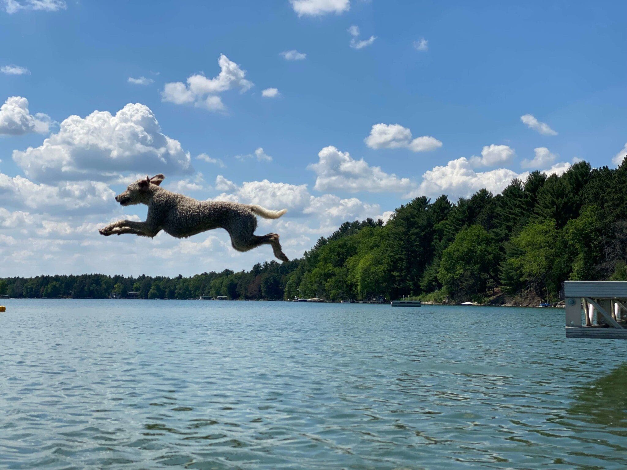 Barlie jumping in the lake