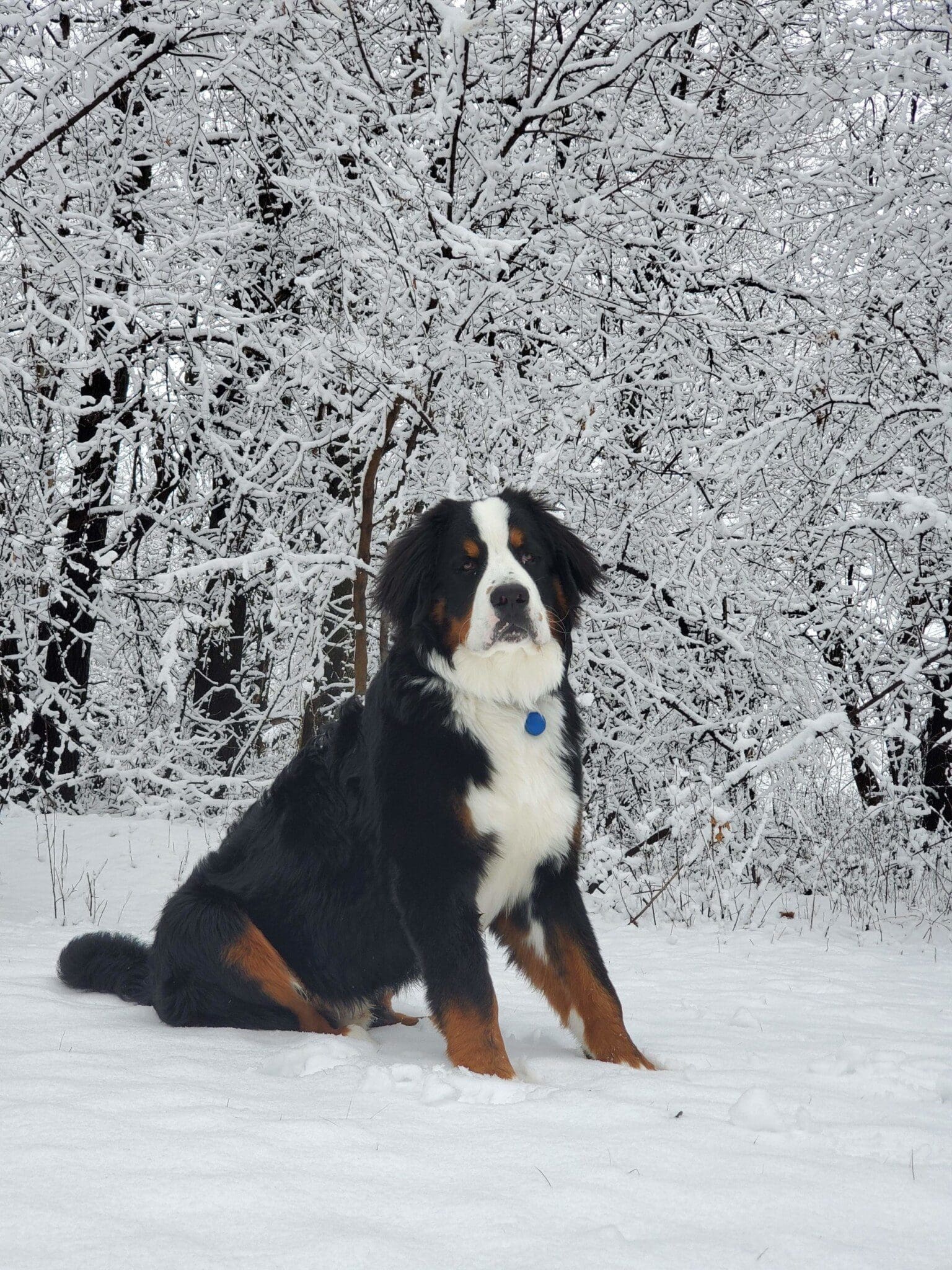 Willie being a good snow dog