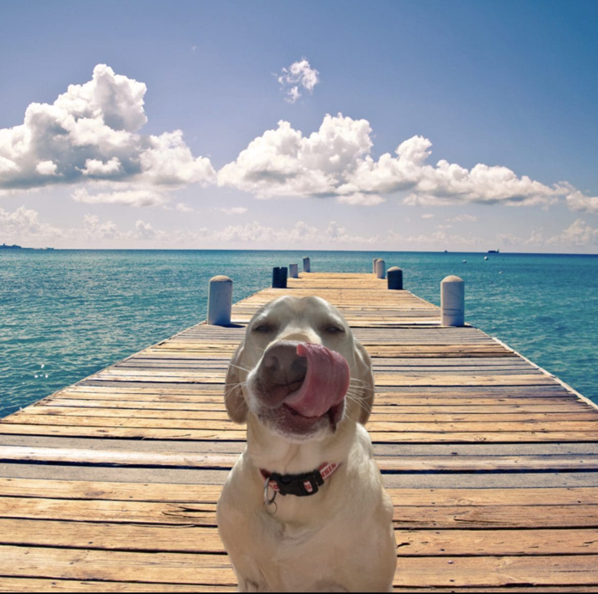 Bucky on a pier