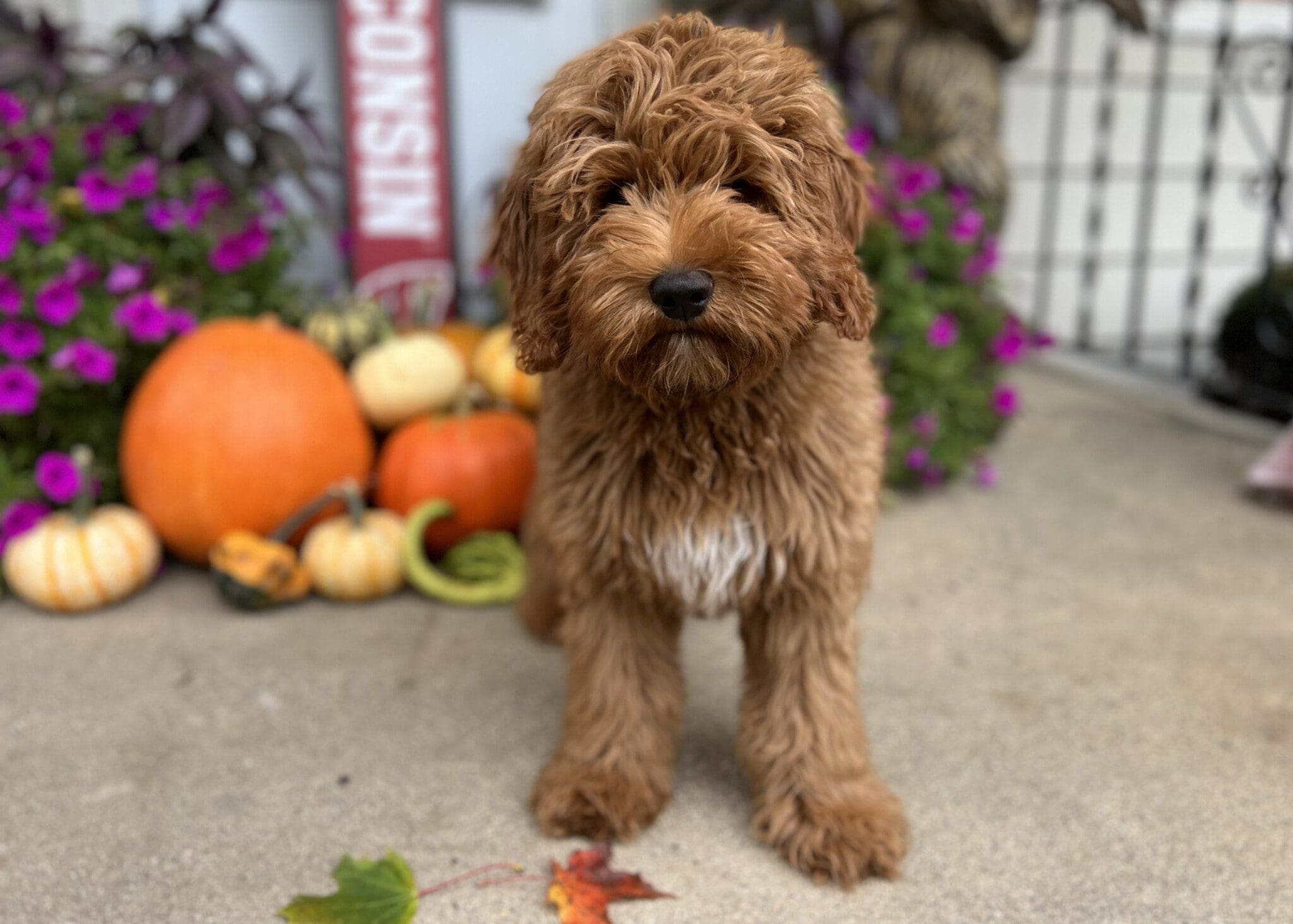 Chewy being a good boy!