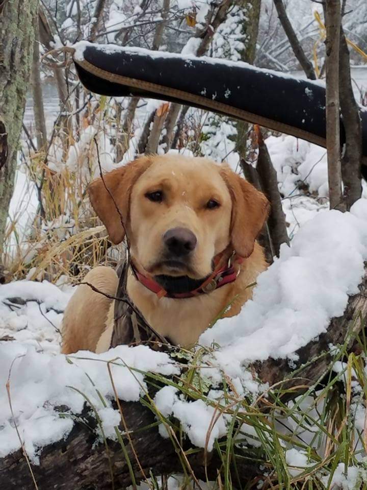 Costa Marie in the snow!