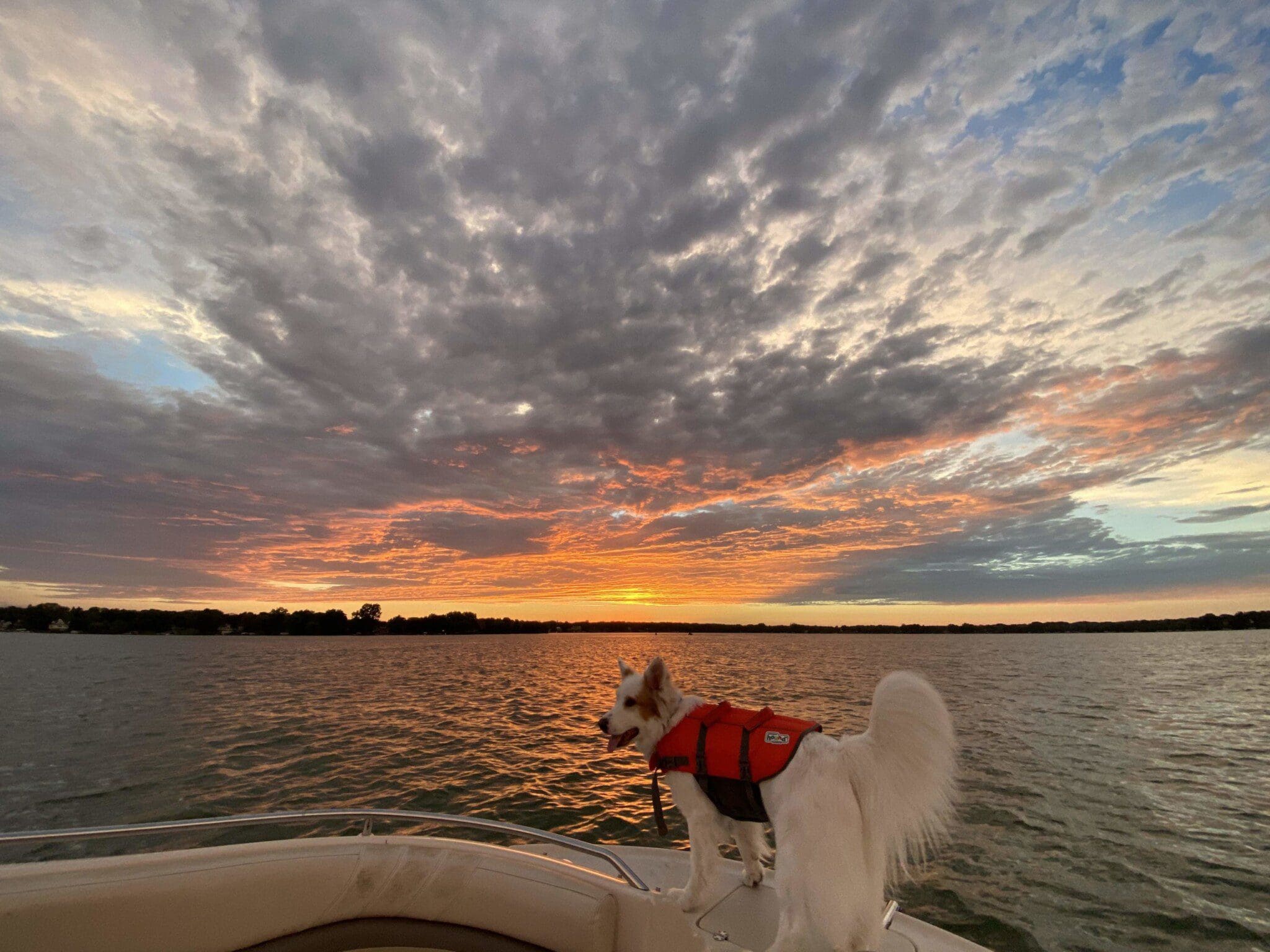 Elby on a boat