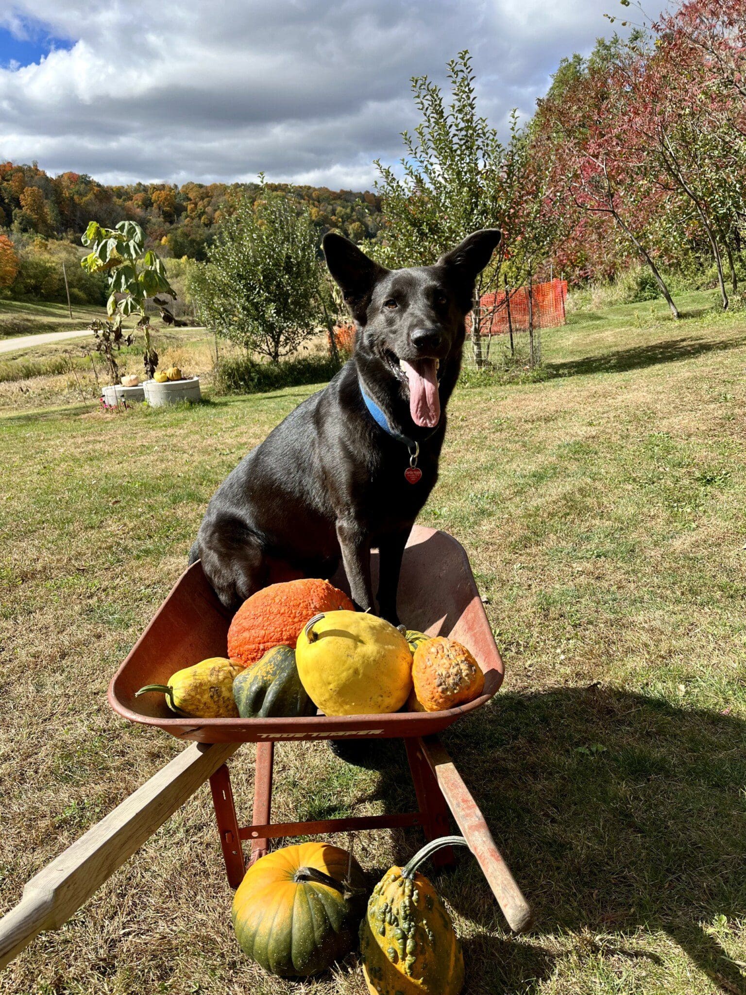 Jax being a good boy!