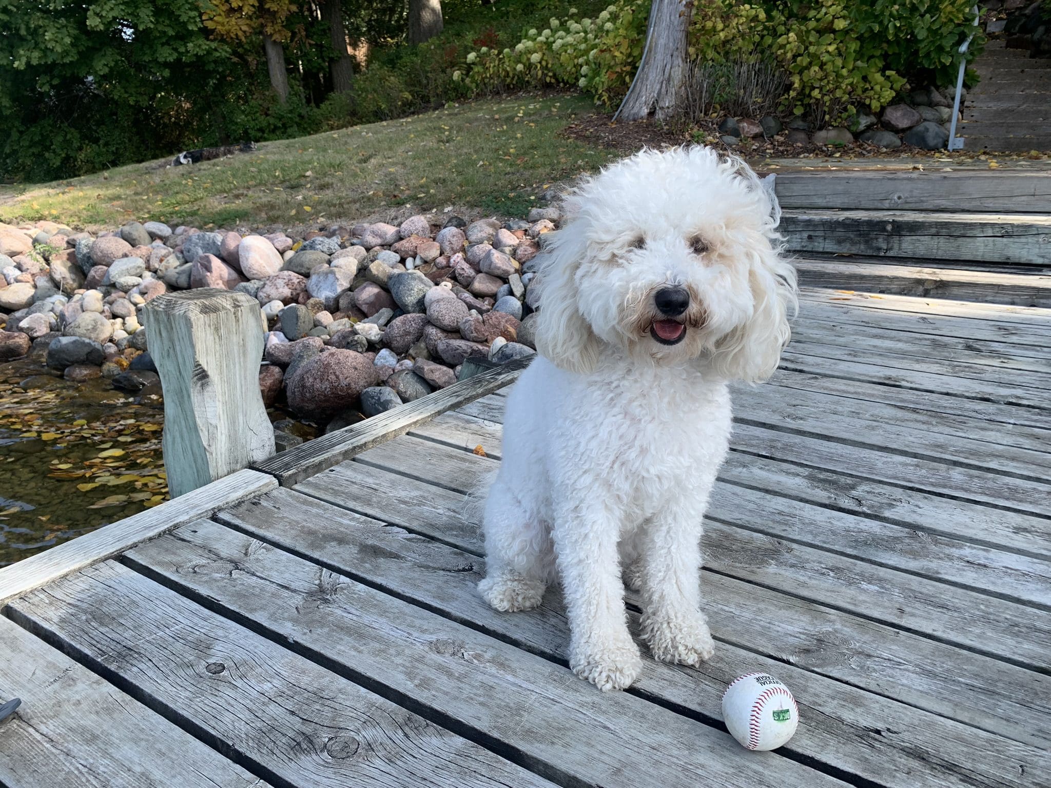 Mazie on a pier