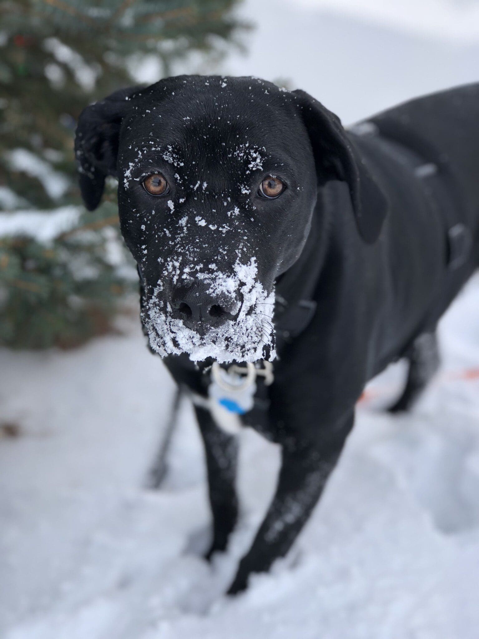 Pepper covered with some snow