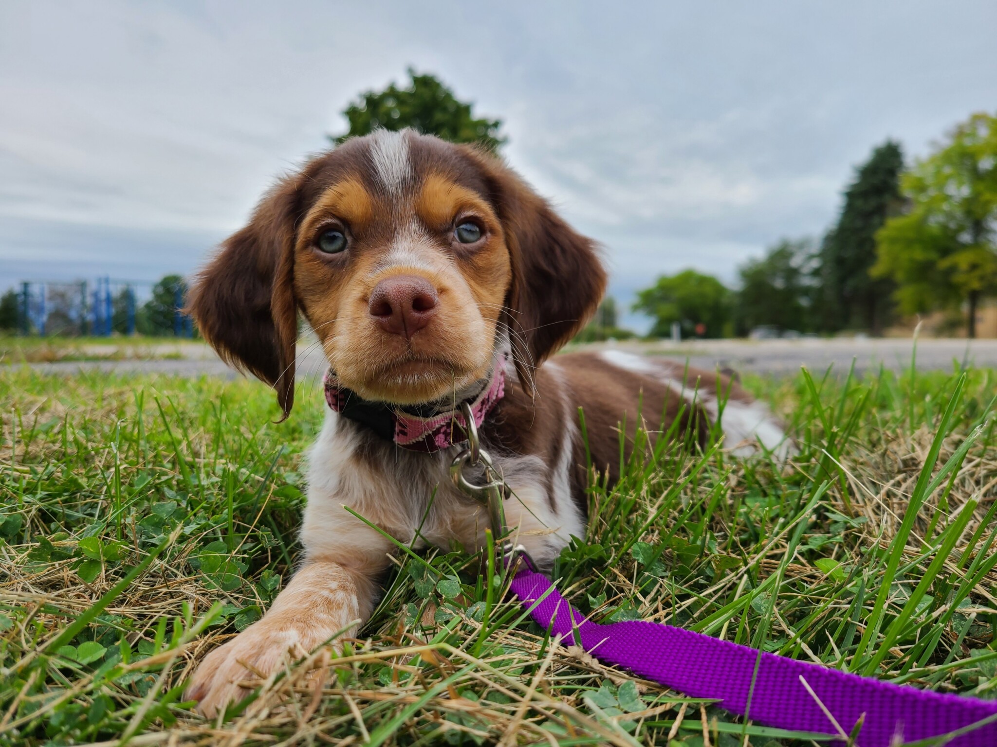 Ruby on the leash