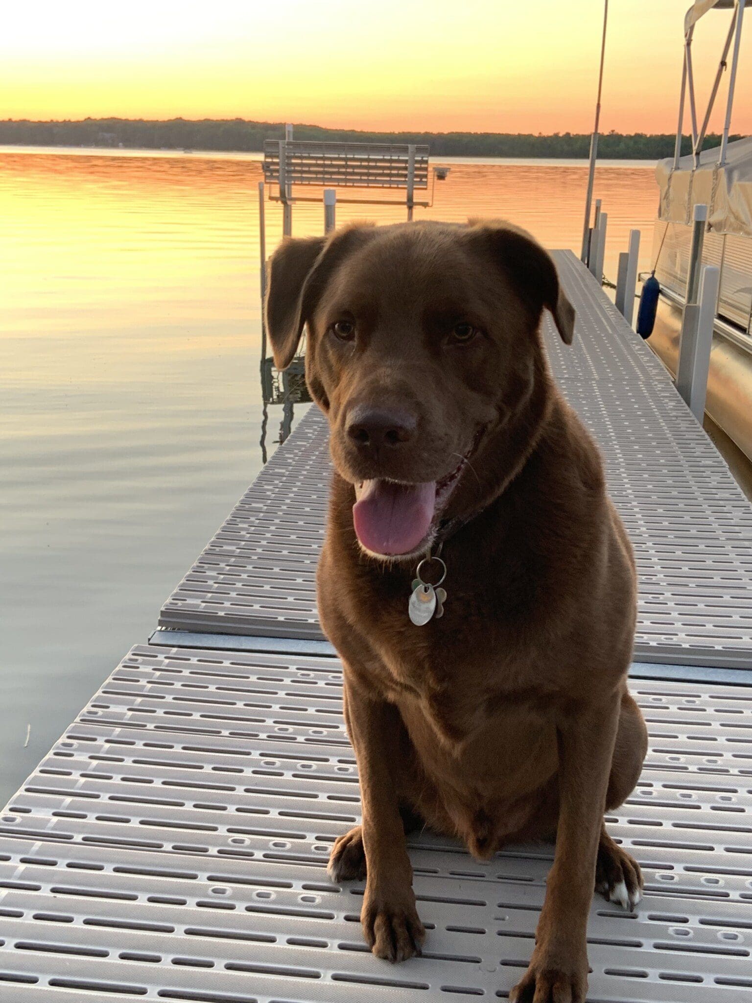 Toby on the dock