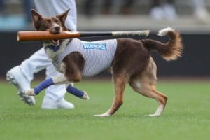 Colt the bat dog delights both players and fans at Wisconsin Brewing Company Park