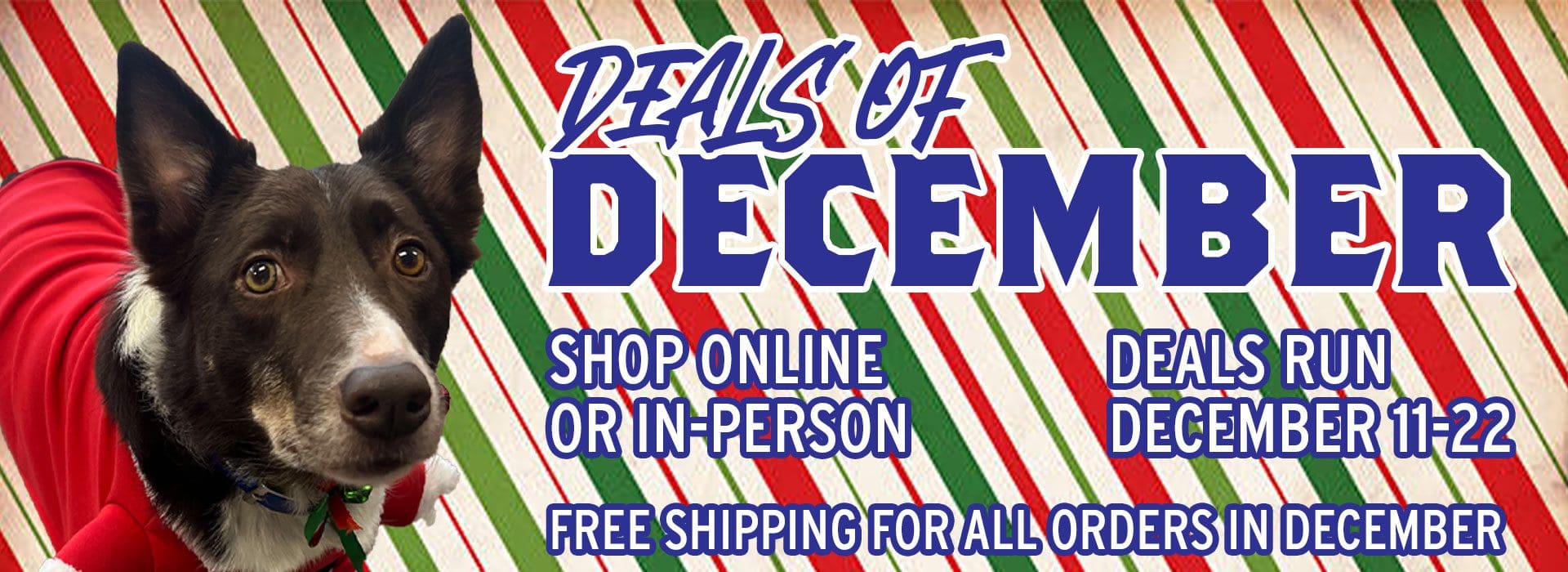 Deals of December for the DockHounds