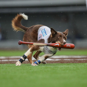 Colt the Bat Dog